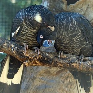Baudin's Cockatoos