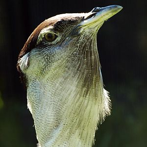 Male Australian Bustard