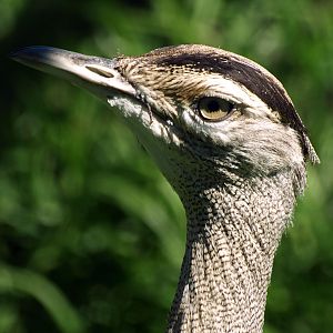Female Australian Bustard