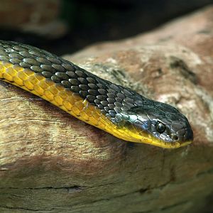 Western Tiger snake