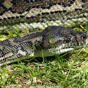 Carpet python