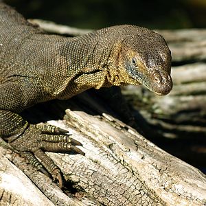 Merten's Water monitor