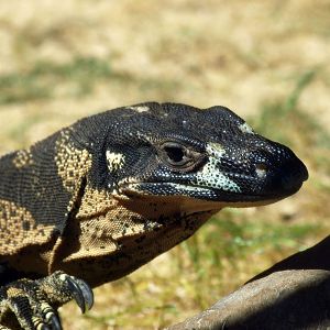 Lace monitor