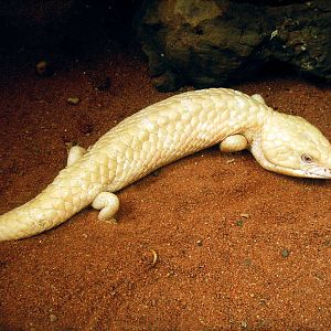 Albino Shingleback