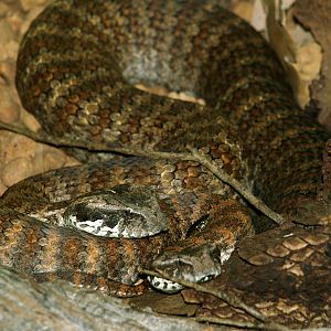 Death adder