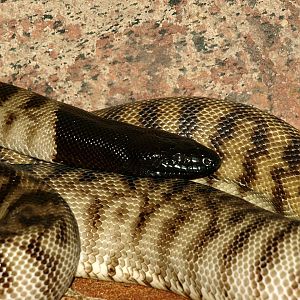 Black-headed python