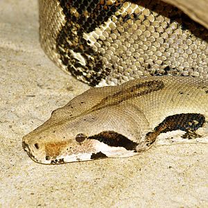 Boa constrictor