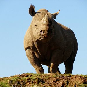 Black Rhino...Manyara