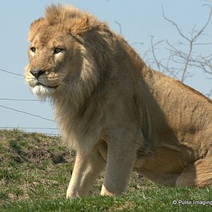 African lion