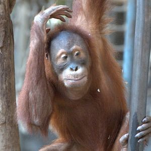 Sumatran orangutan