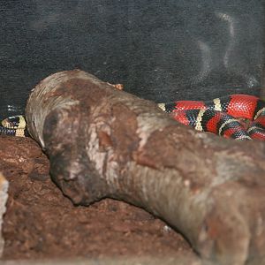 Nelson's milksnake