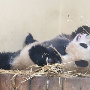 Giant panda 'Tian Tian'