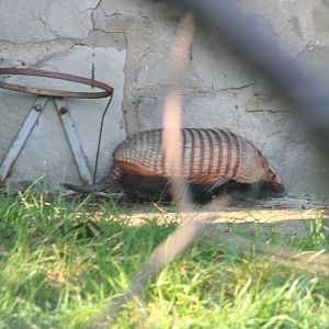 Big-hairy armadillo