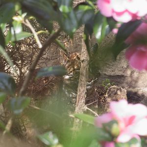 Ipoh - Tibetan golden cat