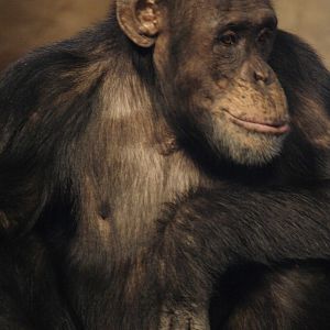 Chimpanzee