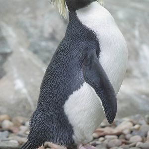 Northern rockhopper penguin