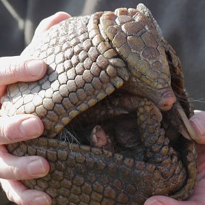 Southern three-banded armadillo