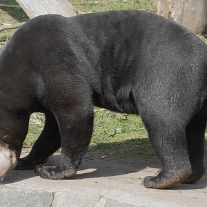 Sun bear