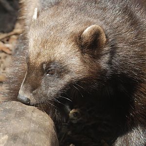 European wolverine