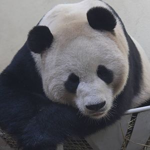 Giant panda 'Yang Guang'