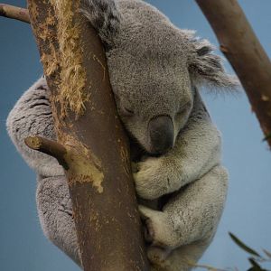 Queensland koala