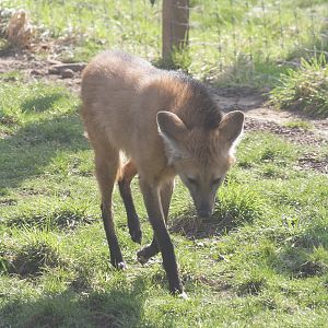 Maned wolf