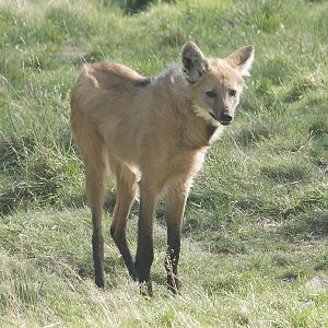 Maned wolf