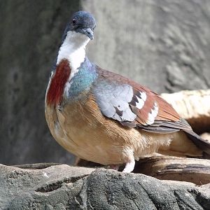 Mindanao bleeding-heart dove