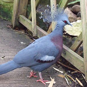Victoria Crowned Pigeon