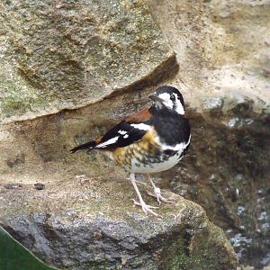 Chestnut-backed Thrush