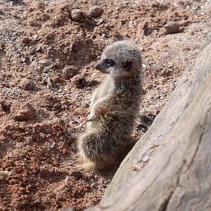 Young Meerkat