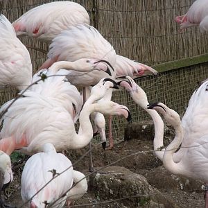 greater flamingos