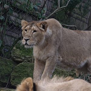 asiatic lion