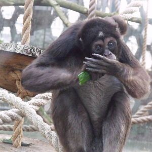 variegated spider monkey