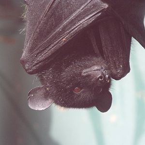livingstone's fruit bat