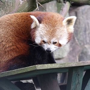 Red Panda