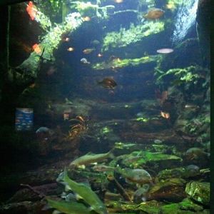 World Rivers-Wenlock River in Australia