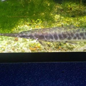 Spotted gar