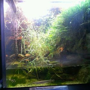 World Rivers-The Moving Mississippi