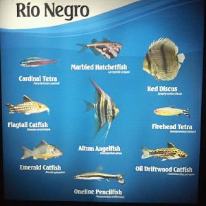 Rio Negro sign in World Rivers