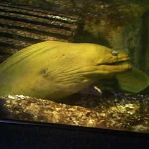 Green moray eel