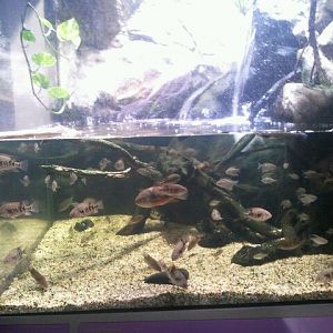 Shore Gallery-Anableps display