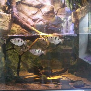 Shore Gallery-River Delta display