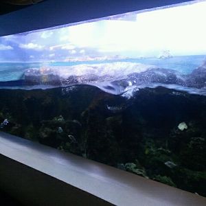 Shore Gallery-Surge Zone display