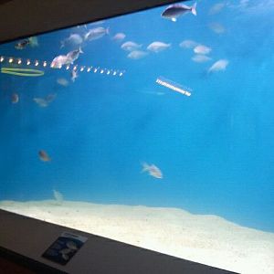 Shore Gallery-Sand Flats