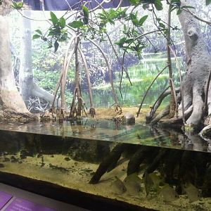 Shore Gallery-Mangrove Forest display