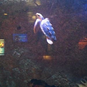 Rescued baby Loggerhead sea turtle