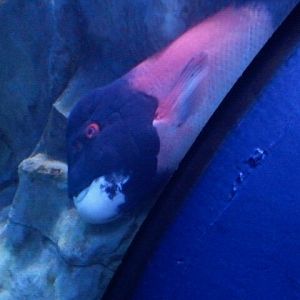 California sheephead