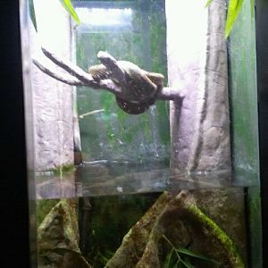 Eyelash viper/Amazon leaf fish exhibit