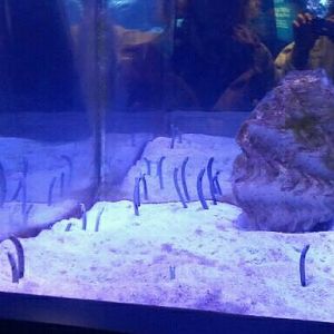 Spotted garden eel tank
